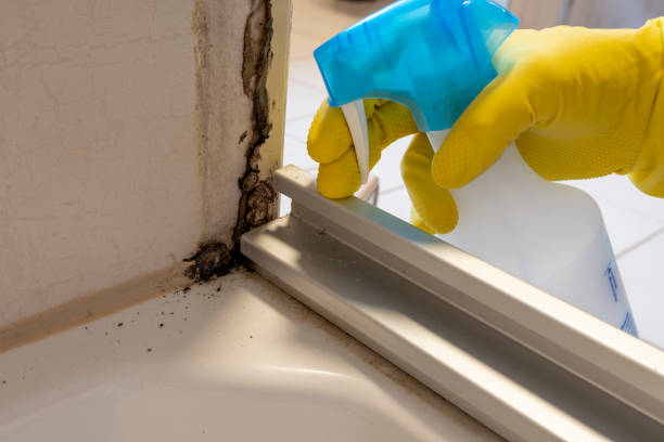 Best Black Mold Removal  in Upper Greenwood Lake, NJ