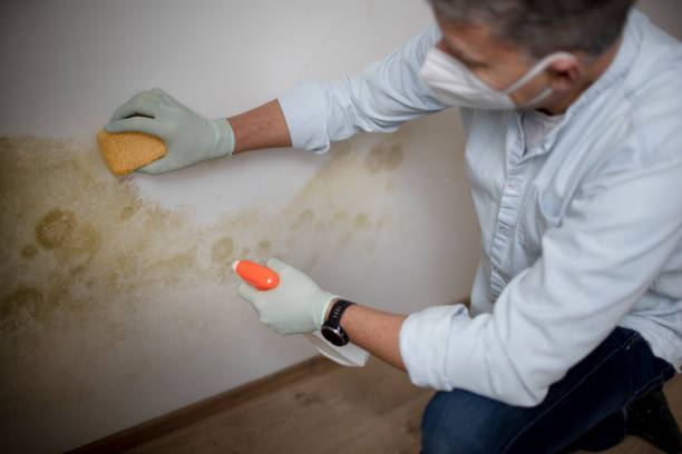 Best Toxic Mold Removal  in Upper Greenwood Lake, NJ