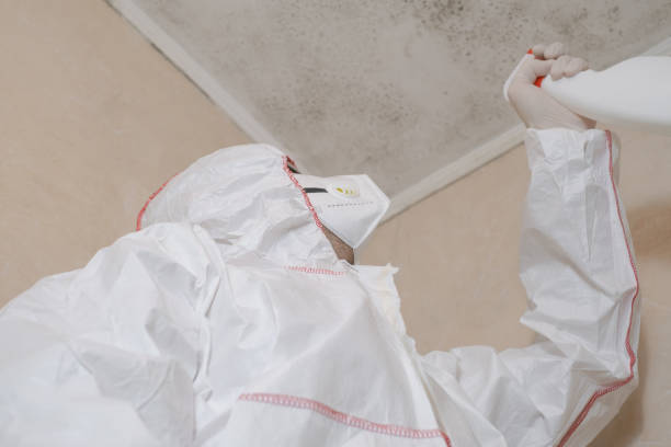 Reliable Upper Greenwood Lake, NJ Mold Removal Solutions