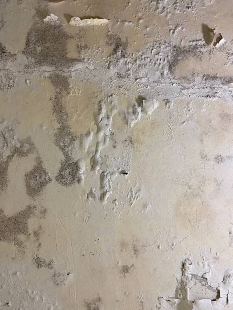 Best Same-Day Mold Removal  in Upper Greenwood Lake, NJ