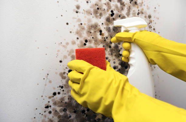 Mold Removal and Inspection in Upper Greenwood Lake, NJ