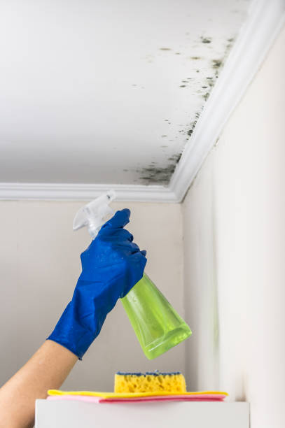 Best Affordable Mold Removal  in Upper Greenwood Lake, NJ